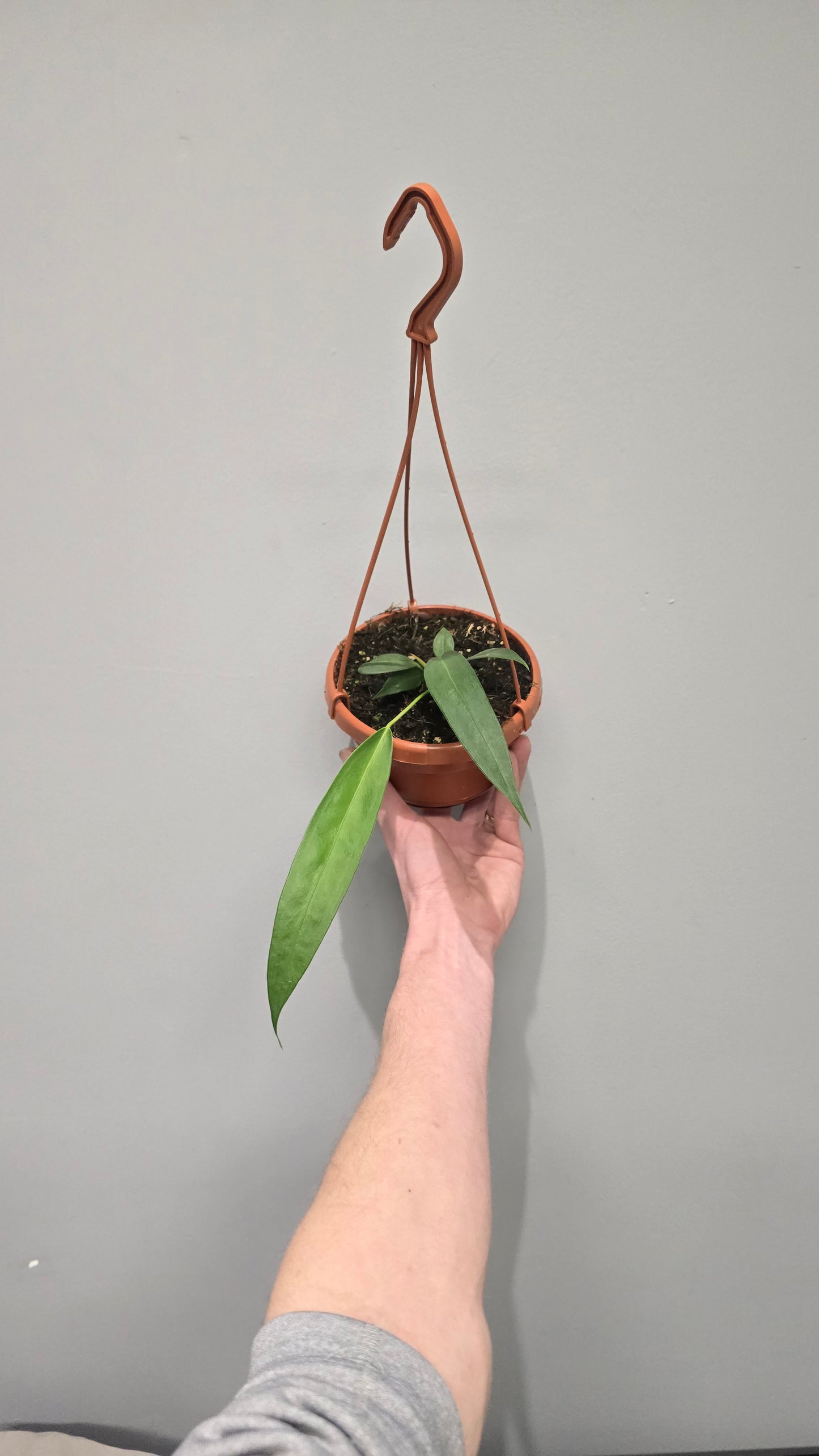 Hanging Anthurium Wendlingeri