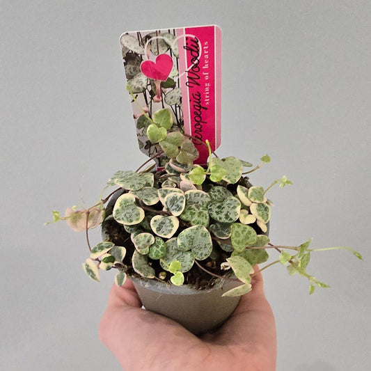 Ceropegia Varigated - String Of Hearts