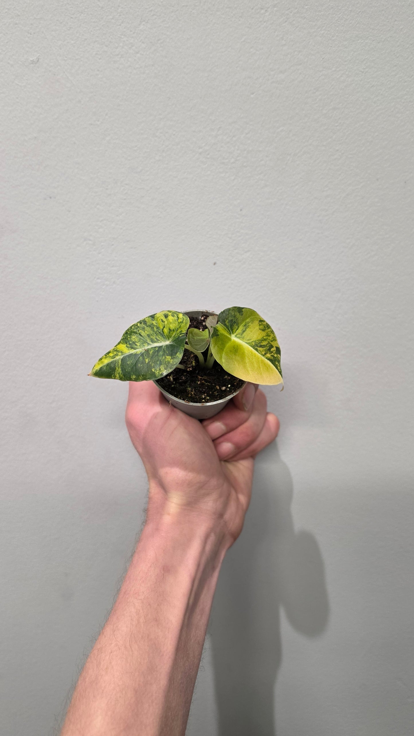 Alocasia Black Velvet Gold Aurea Variegated