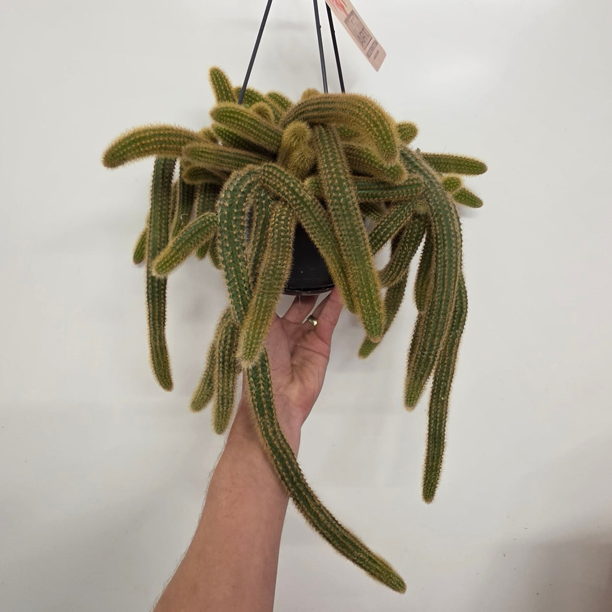 Hanging Hildewintera Aureispina 'Golden Ratstail Cactus '