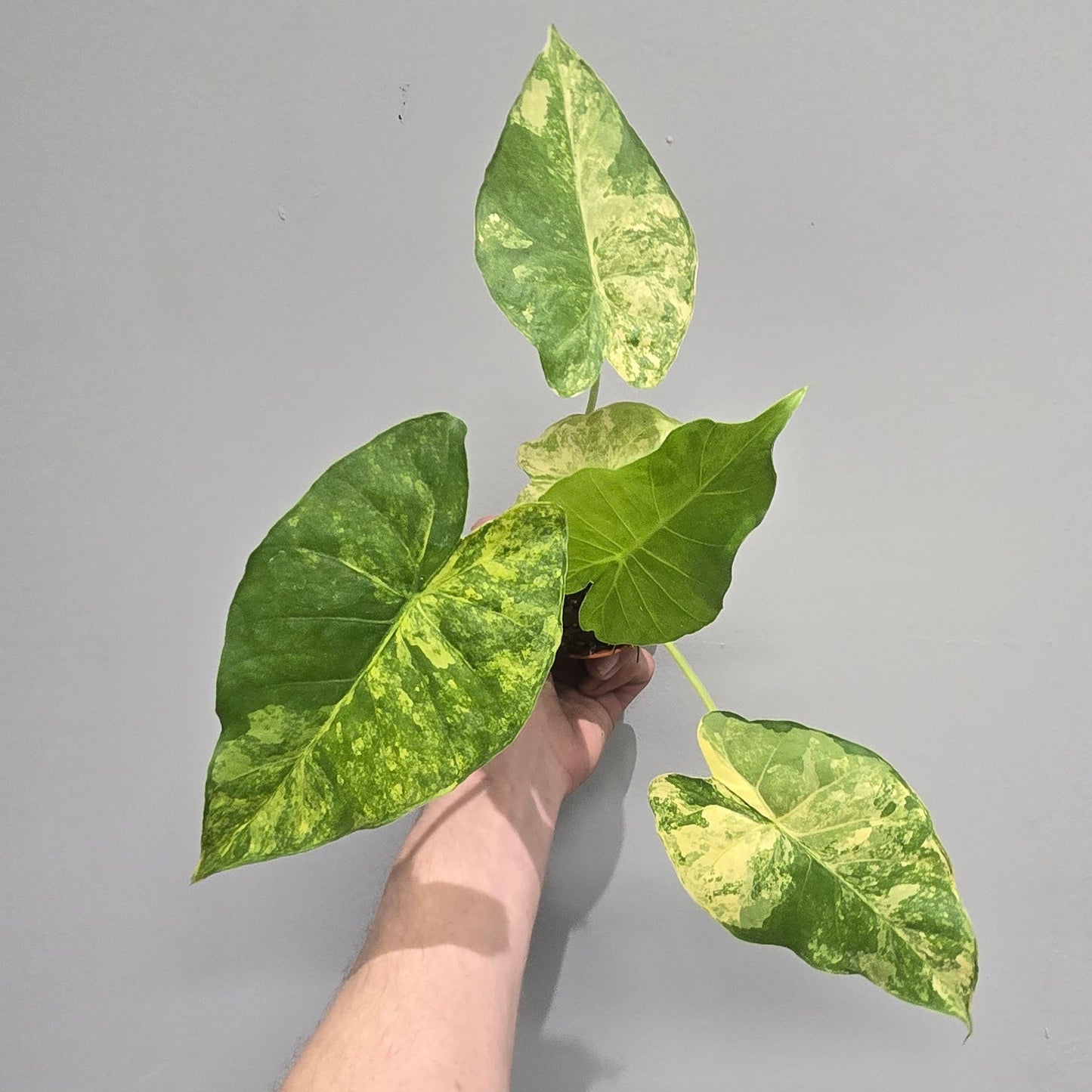 Alocasia Gageana Aurea