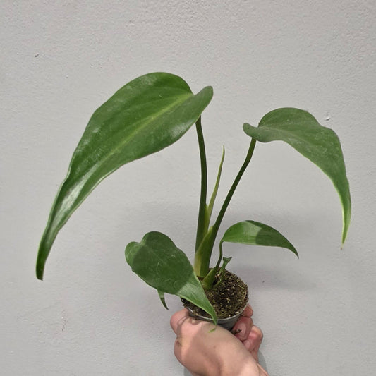 Mini Monstera Burle Marx Flame