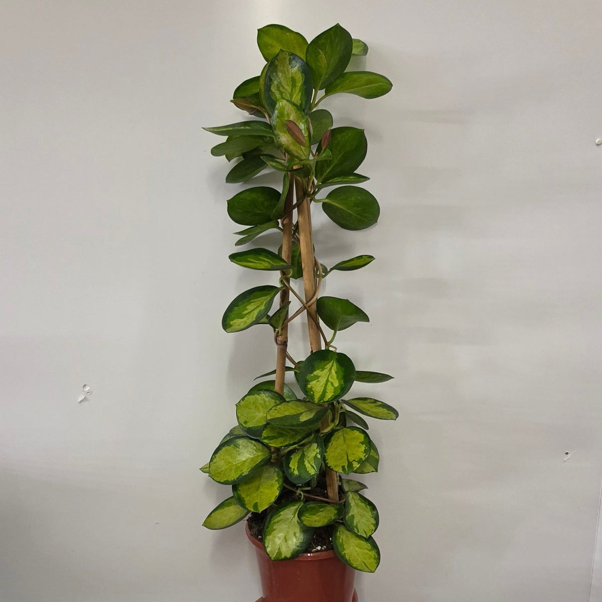 Hoyas On Trellis