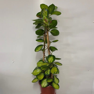 Hoyas On Trellis