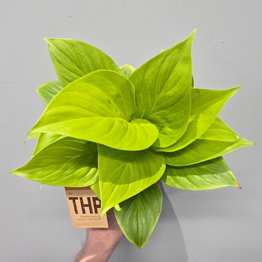 Homalomena Lemon Lime