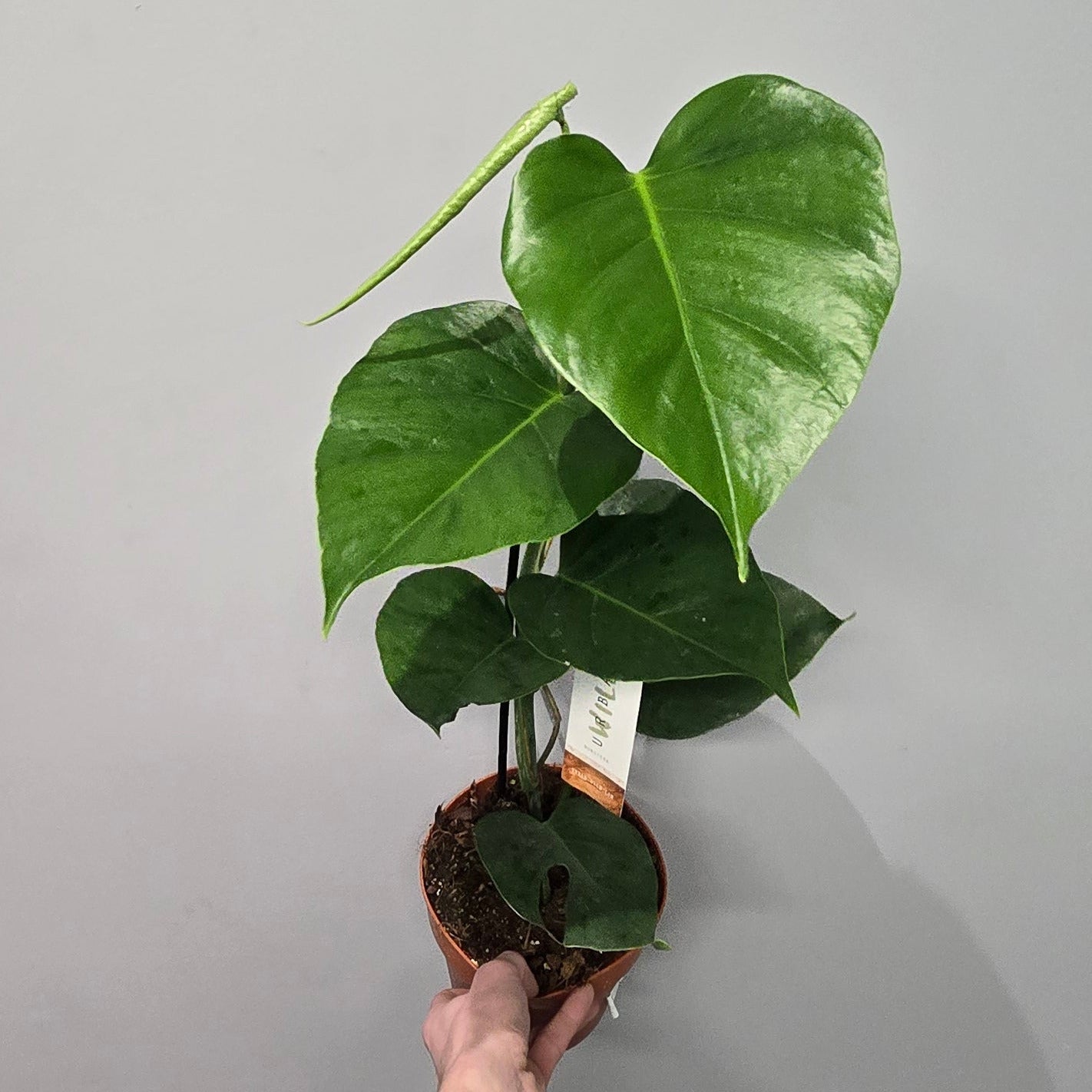 Monstera Deliciosa 'Sierrana'