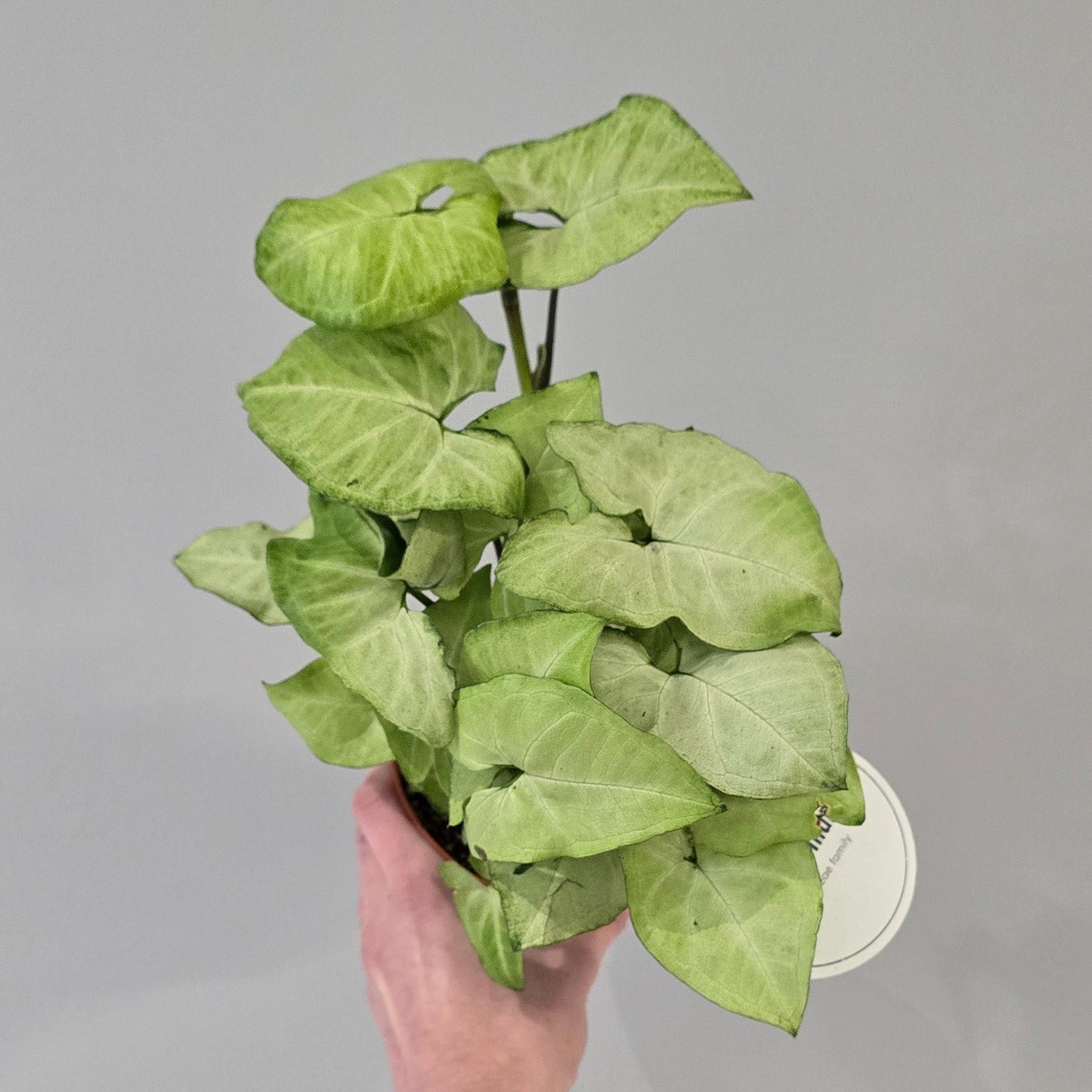 Syngonium White Butterfly