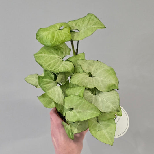 Syngonium White Butterfly