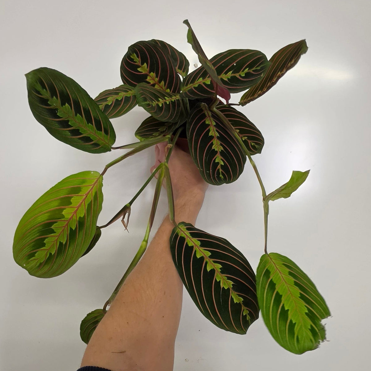 Maranta Fascinator