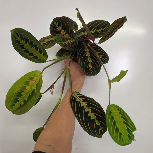 Maranta Fascinator