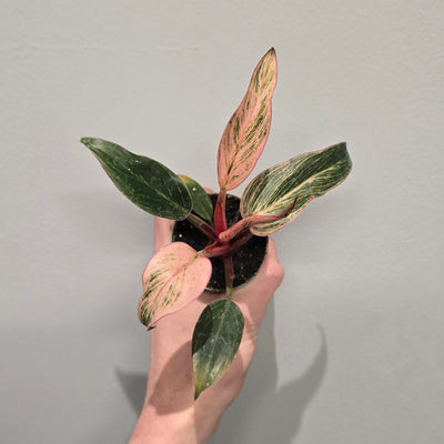Mini Philodendron Pink Birkin