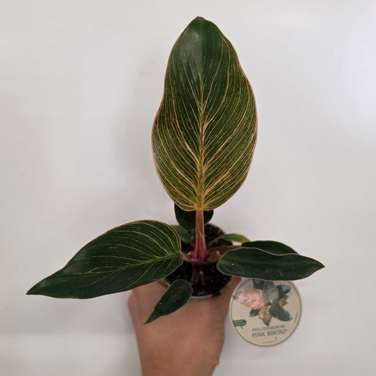Mini Philodendron Pink Birkin