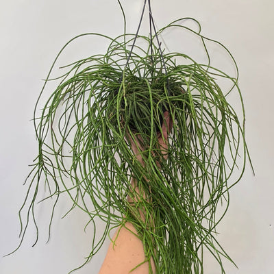 Hanging Rhipsalis Puniceodiscus