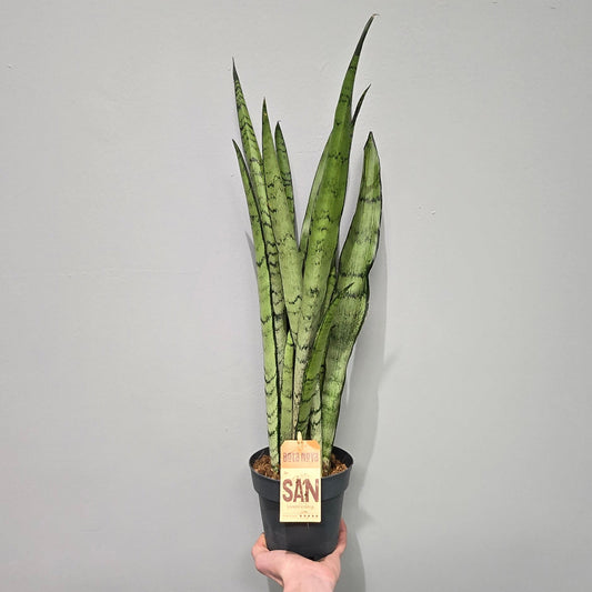 Sansevieria 'Spearmint'