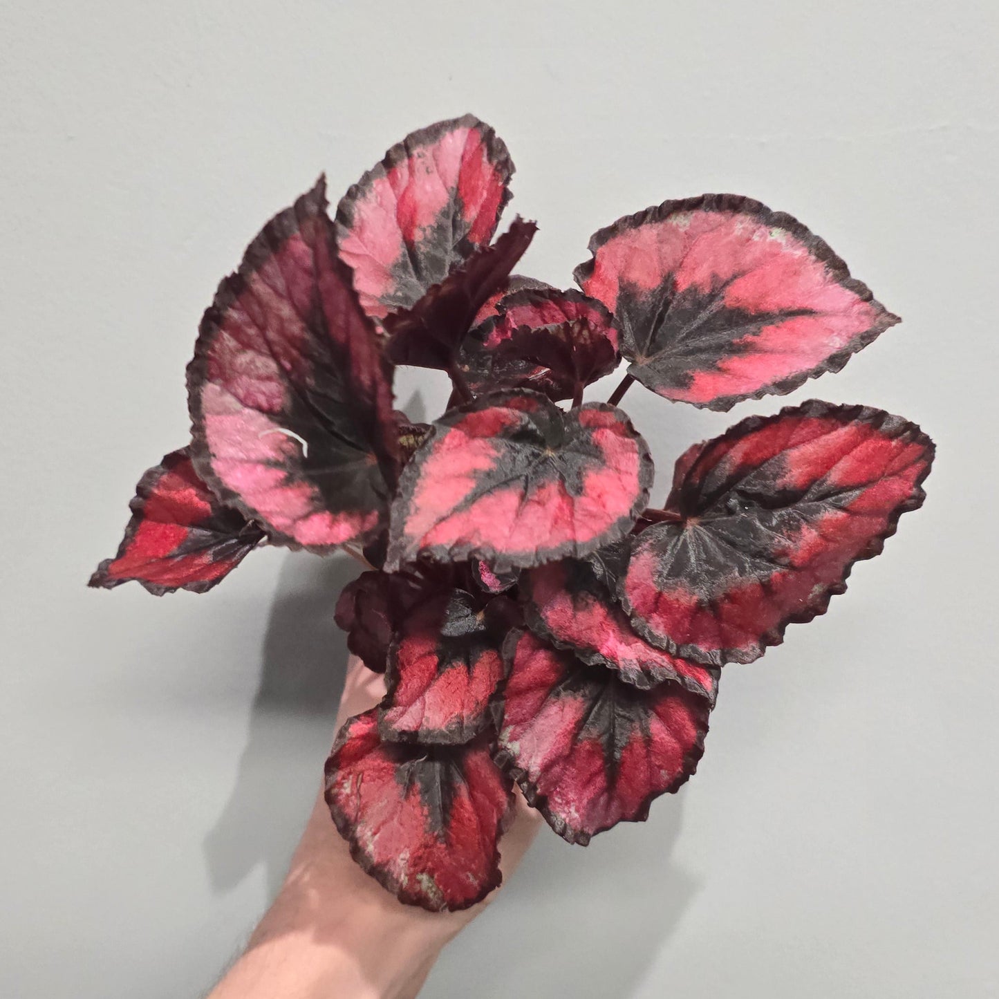 Mini Begonia Rex Red Kiss