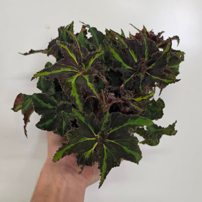 Begonia Rex Lion Dance