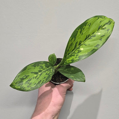 Mini Dieffenbachia Crocodile