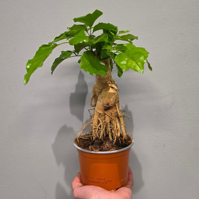 Radermachera Bonsai