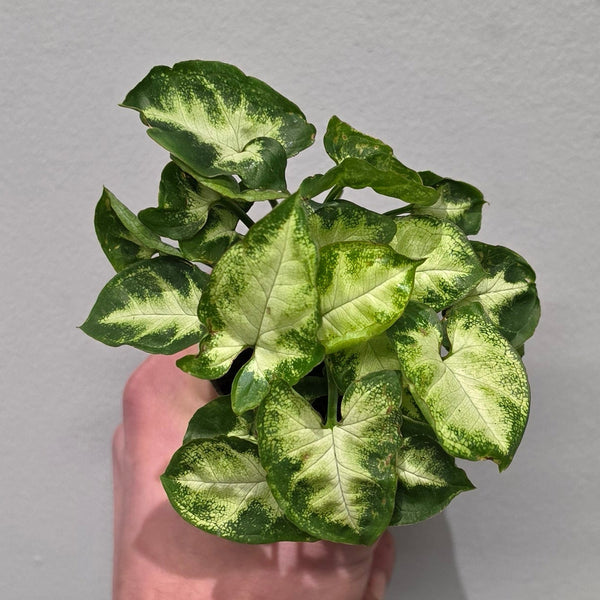 Mini Syngonium Pixie