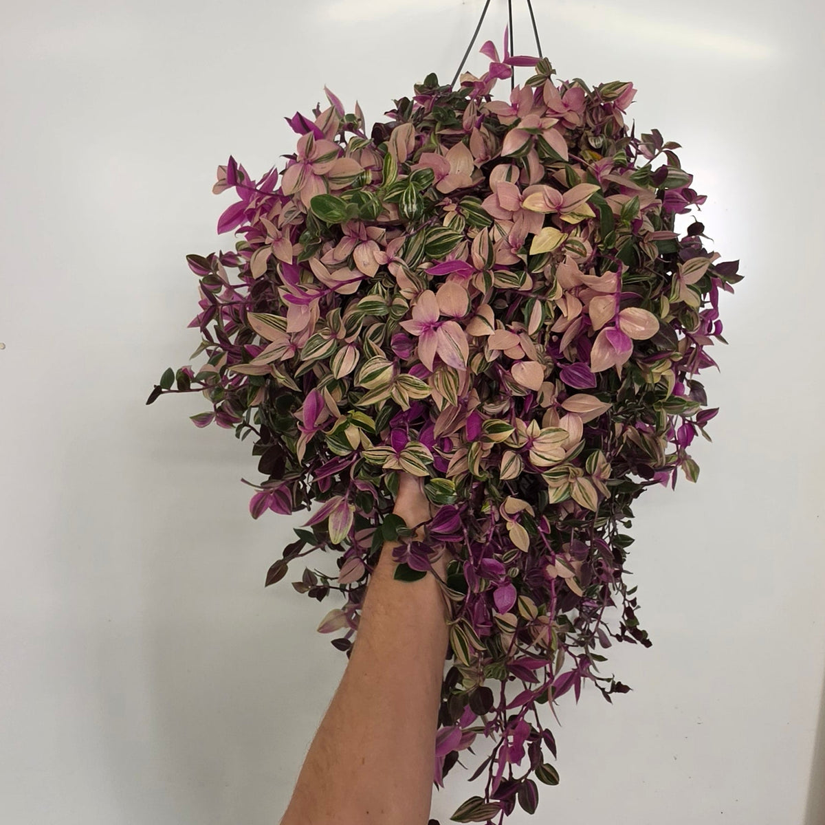 Hanging Tradescantia Quadcolor