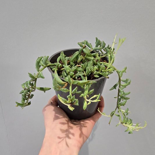 Senecio - String Of Dolphins