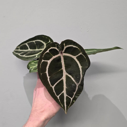 Anthurium Pink Blush