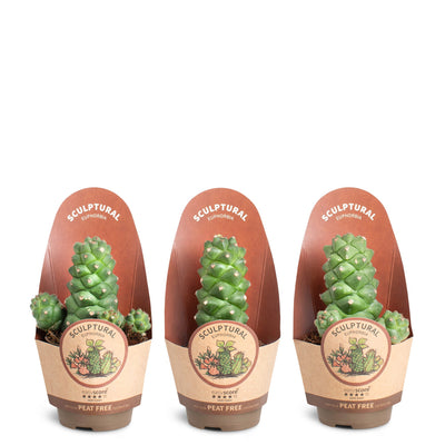 Mini Euphorbia ritchiei