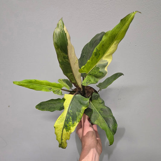 Alocasia Lauterbachiana Variegata