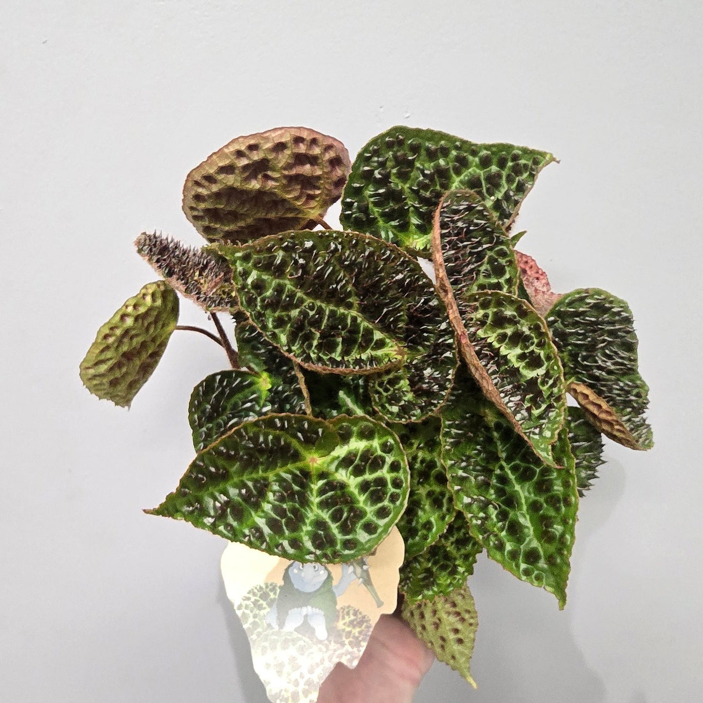 Begonia Ferox