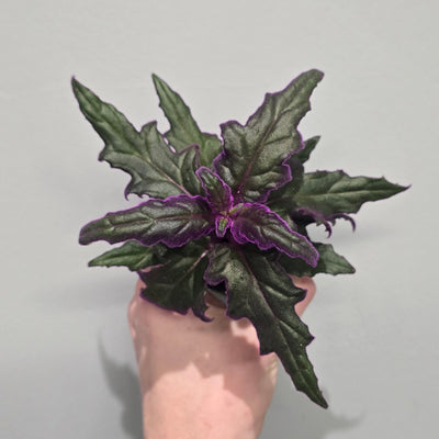 Mini Gynura "Purple Passion"