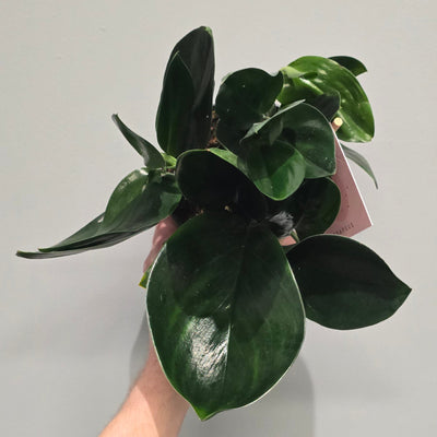 Scindapsus Treubii 'Dark'