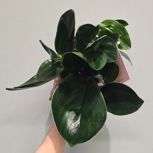 Scindapsus Treubii 'Dark'