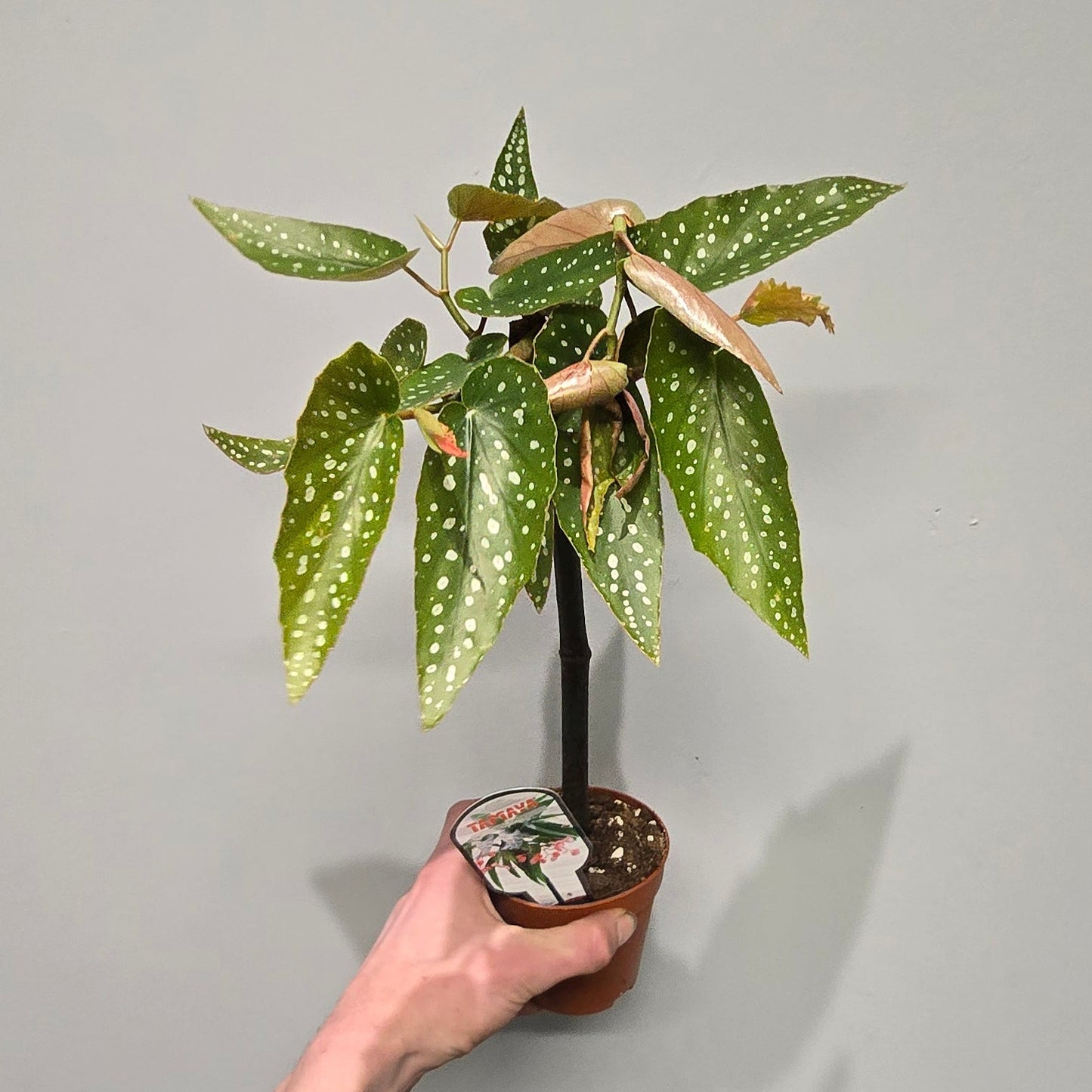 Begonia 'Tamaya'