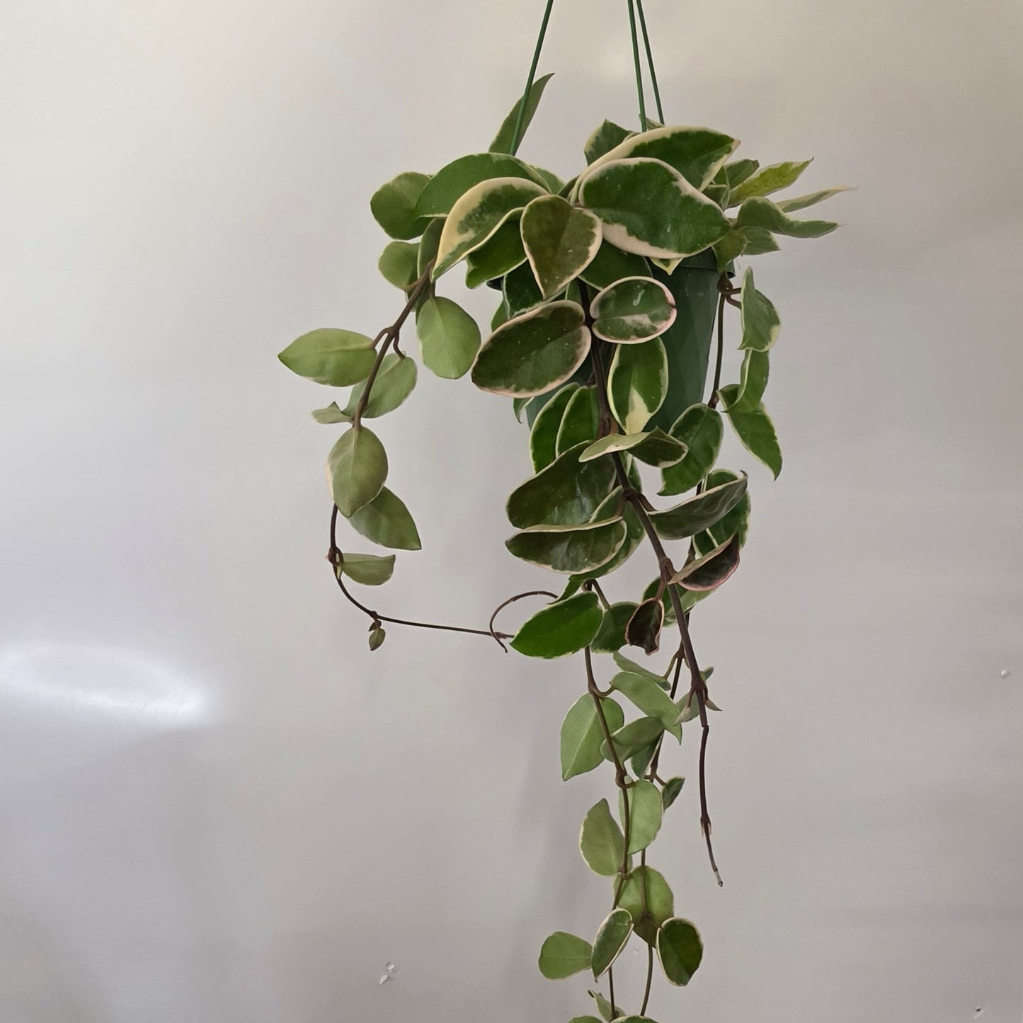 Hanging Hoya Flamingo