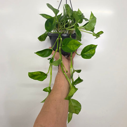 Hanging Epipremnum Global Green
