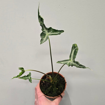 Alocasia Teletubbies