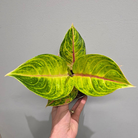 Aglaonema Iguana Red