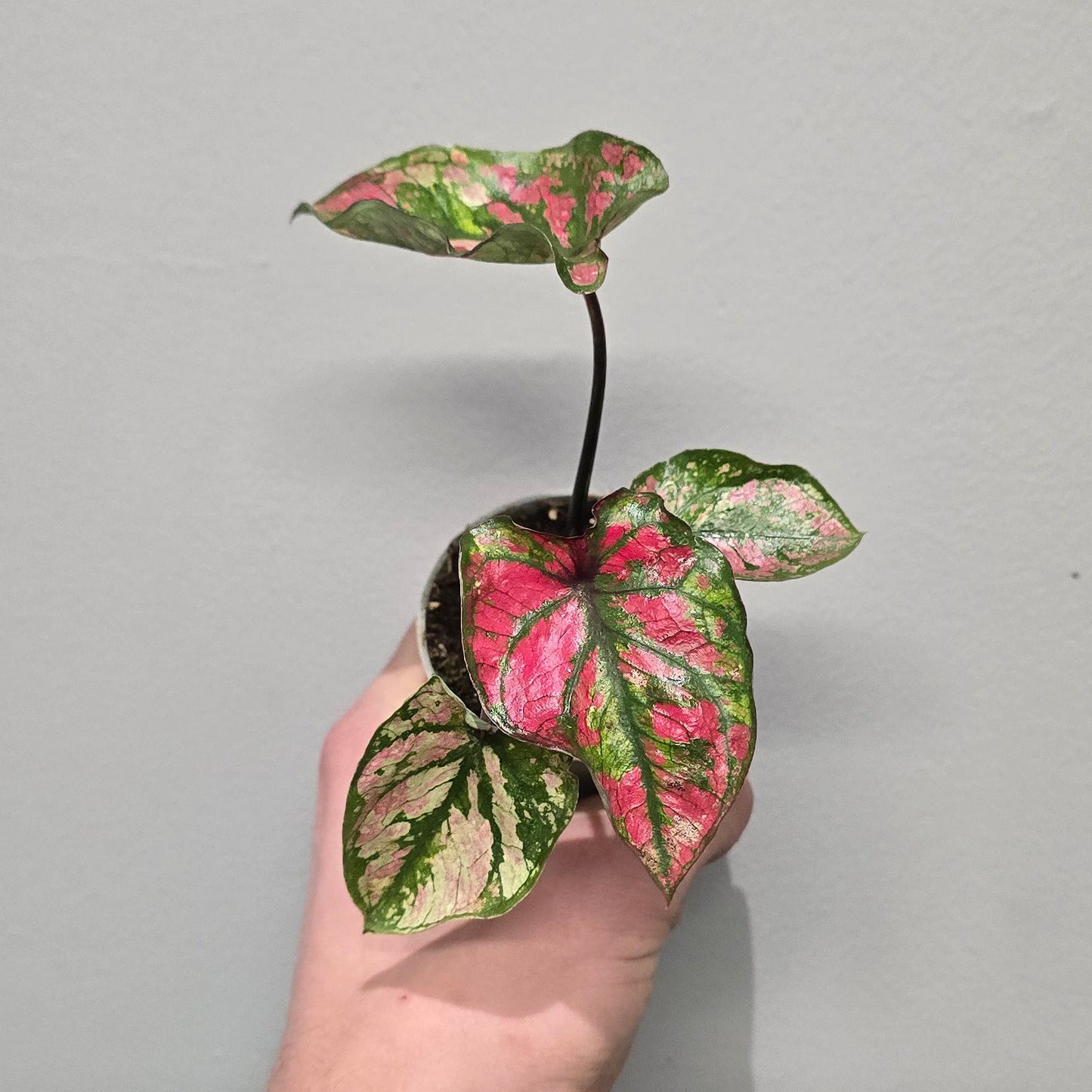 Mini Caladium Mix