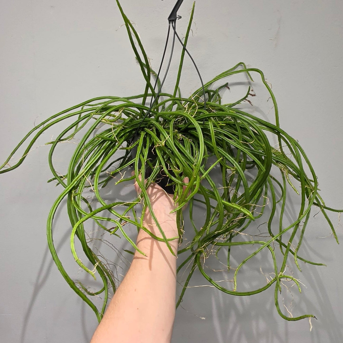 Hanging Selenicereus Wercklei "Moonlight Cactus"