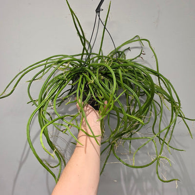 Hanging Selenicereus Wercklei "Moonlight Cactus"