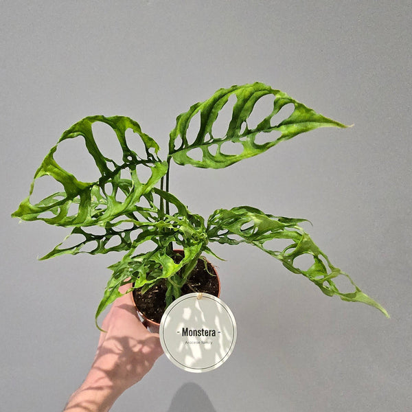 Monstera Obliqua Peru