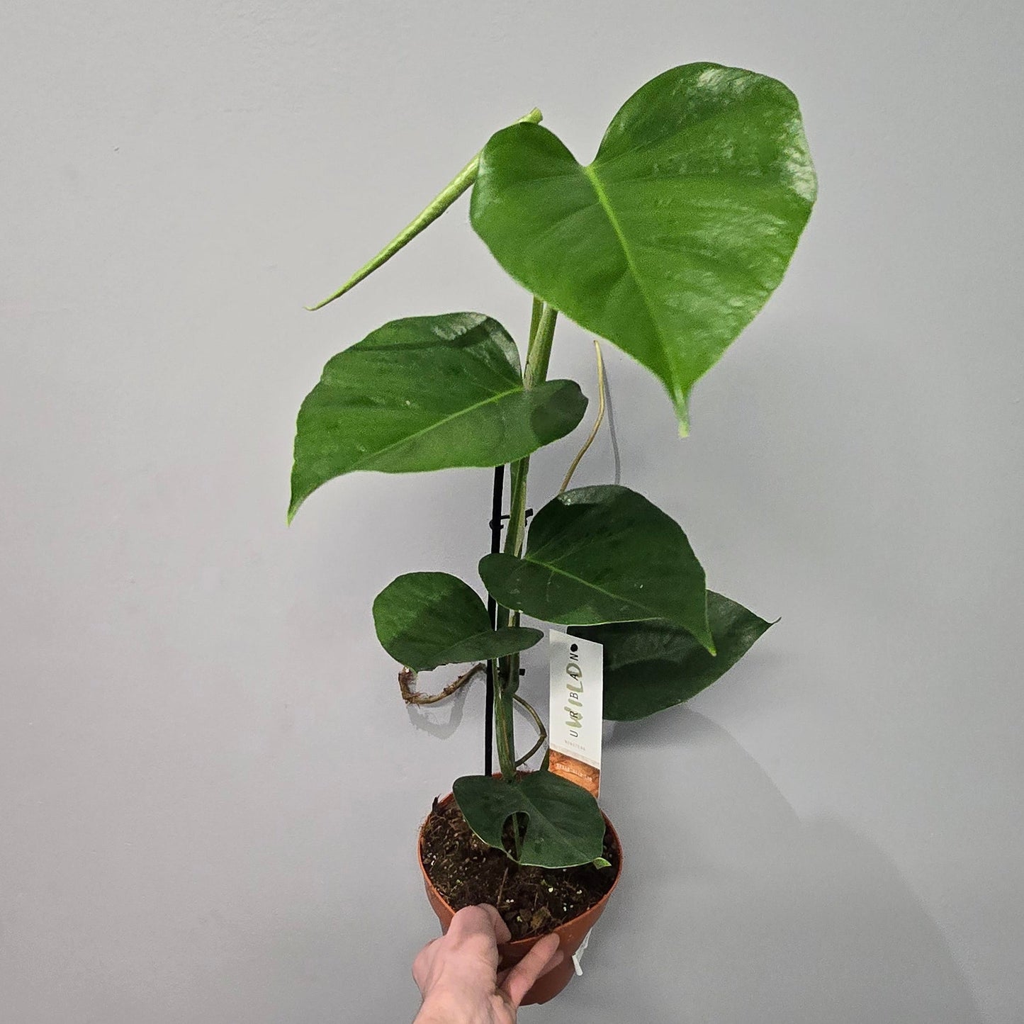 Monstera Deliciosa 'Sierrana'