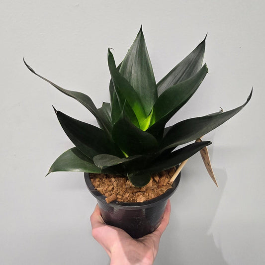 Sansevieria Black Dragon