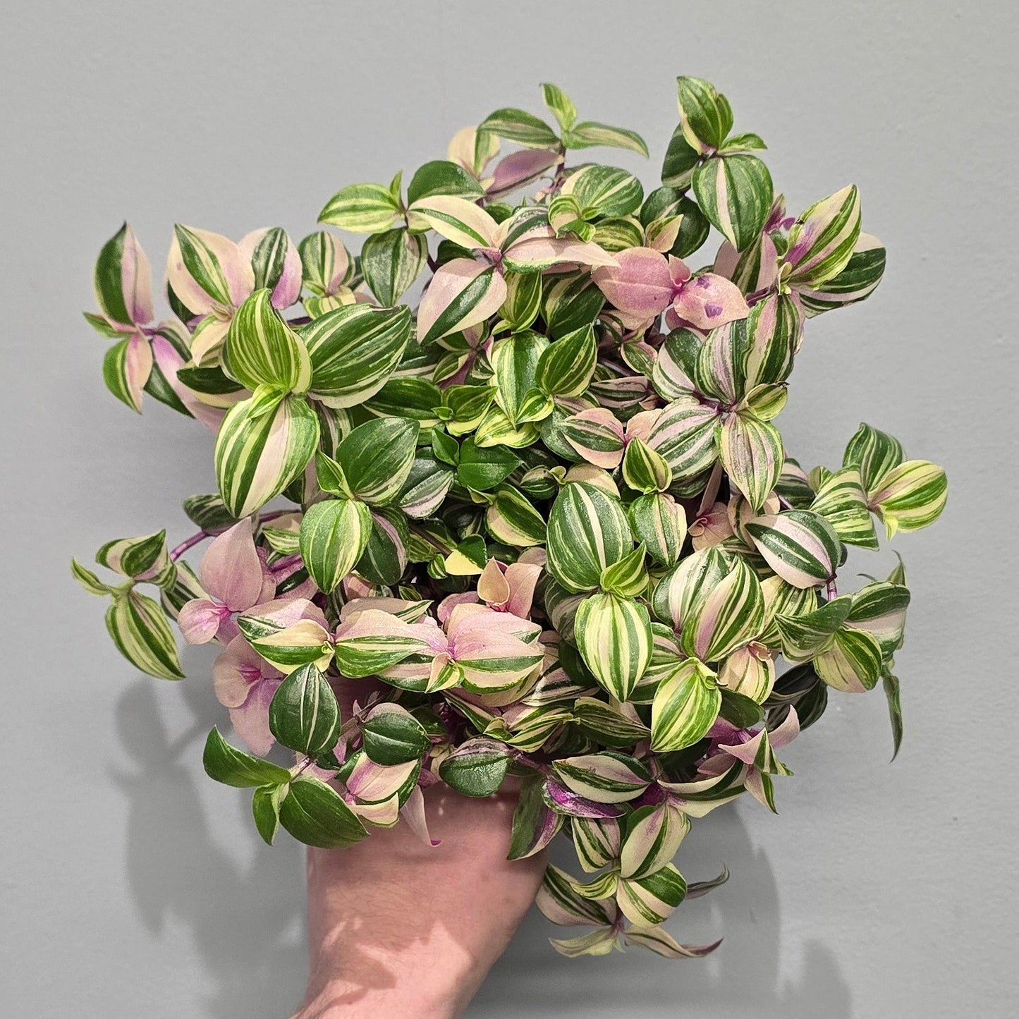 Tradescantia Quadcolor