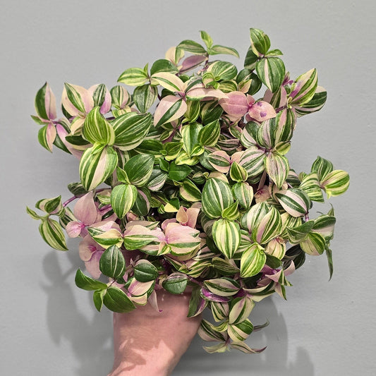 Tradescantia Quadcolor