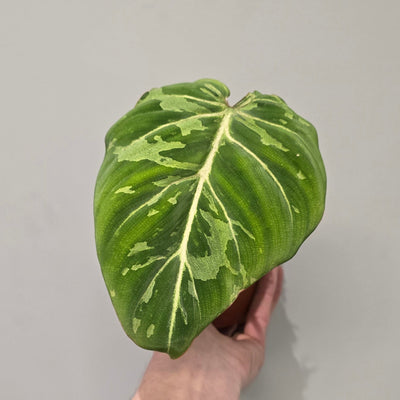 Philodendron Gloriosum Snow Leopard - Pick Date 6th