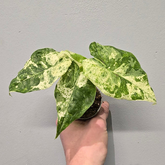 Alocasia Odora Variegated