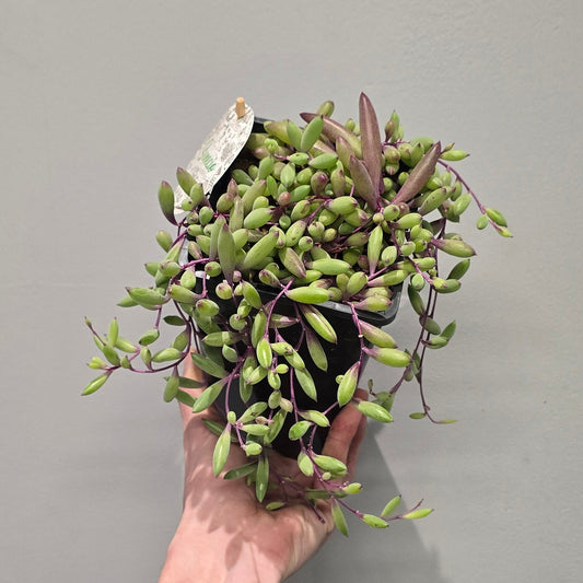 Purple Flush String of Bananas