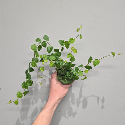 Mini Ficus Pumila Arina