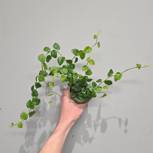 Mini Ficus Pumila Arina